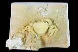 Fossil Crab (Potamon) Preserved in Travertine - Turkey #146289-1